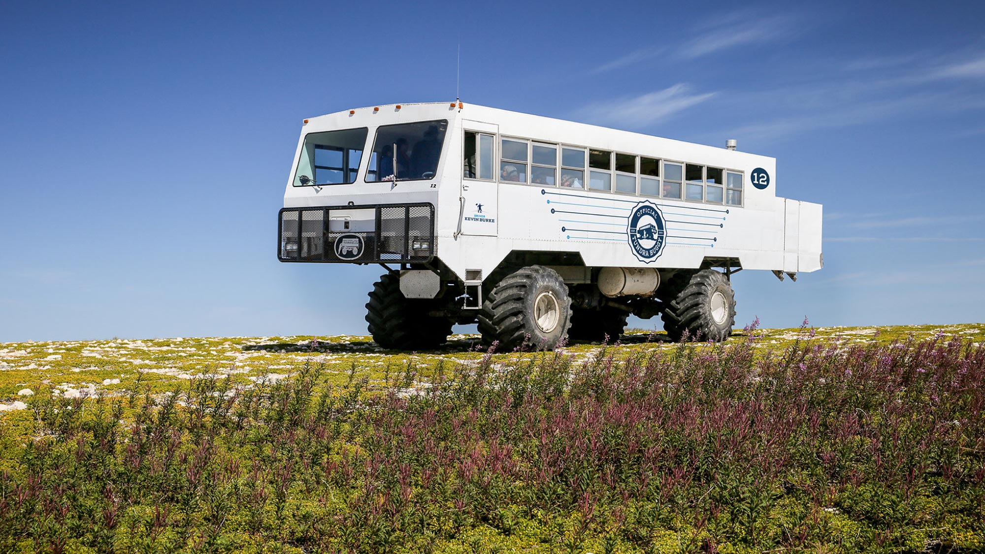 A tundra tour vehicle navigates through the Arctic landscape, offering a close-up view of polar bears in their natural habitat.