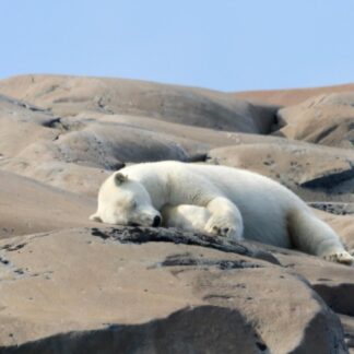 Polar bears observed during guided tour in the Arctic.