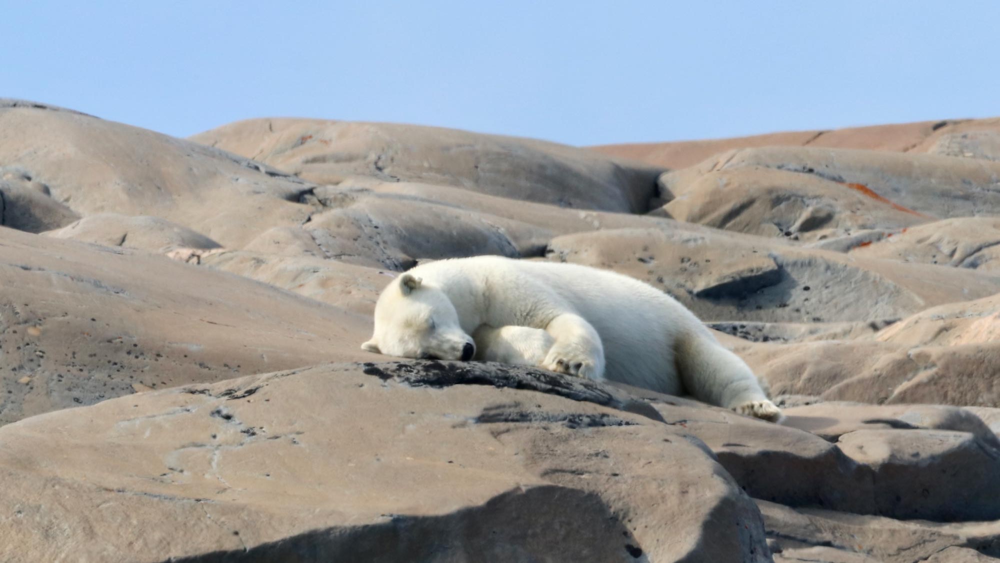Polar bears observed during guided tour in the Arctic.