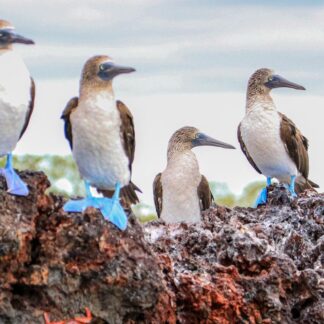 Embark on a unique Galapagos Islands journey tailored for self-flying aviation enthusiasts. Join a select group of pilots and explore the wonders of this iconic destination together."