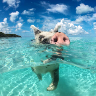 A pig swims in the clear waters of Staniel Cay, Bahamas.