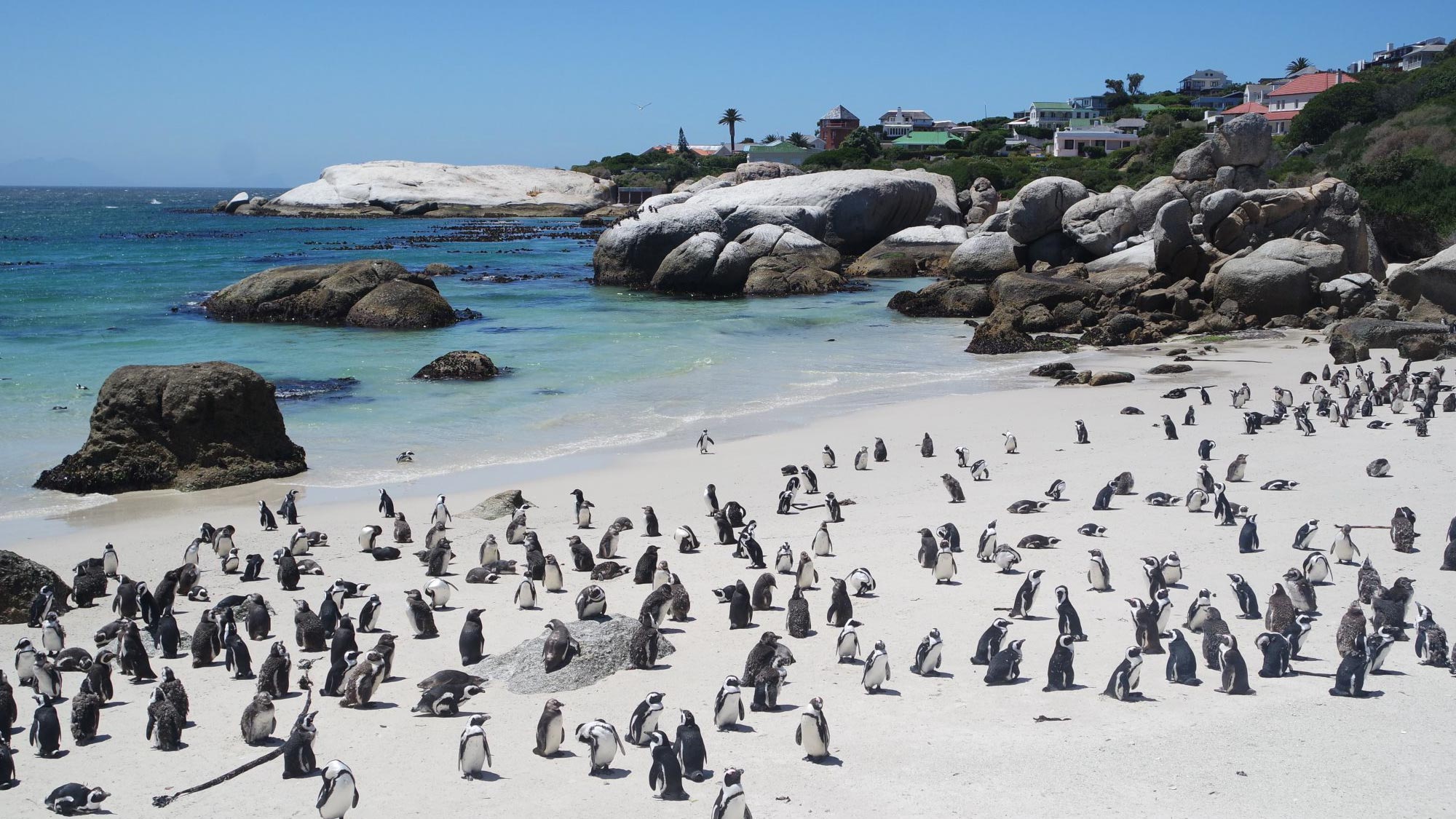 Discover Cape Town from the skies on a pilot's journey, capturing the scenic beauty of the city. Enjoy an encounter with penguins on the beach and take a cable car ride up Table Mountain for stunning vistas.