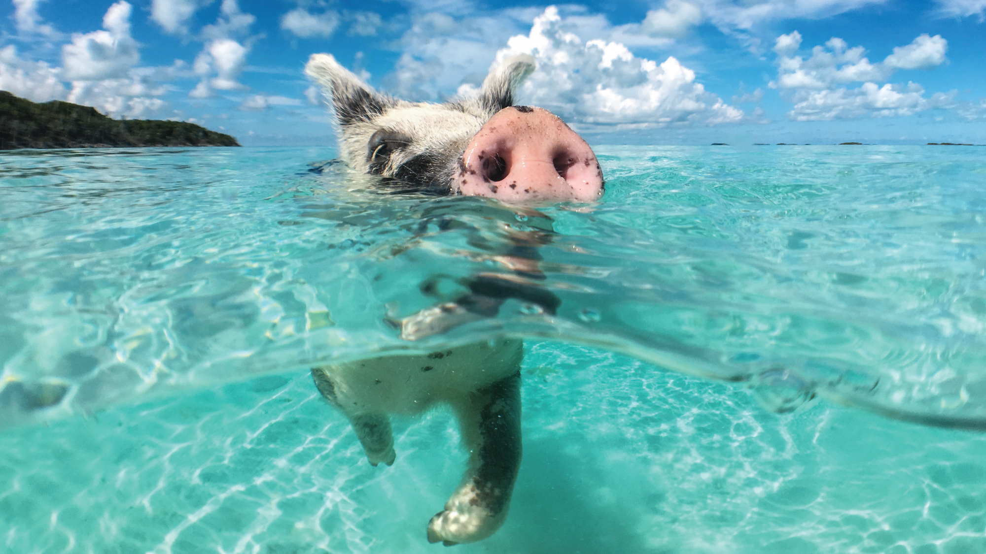 A playful pig swimming in the crystal-clear waters of Cat Island, Bahamas, offering a unique sight for self-flying pilots exploring this tropical paradise