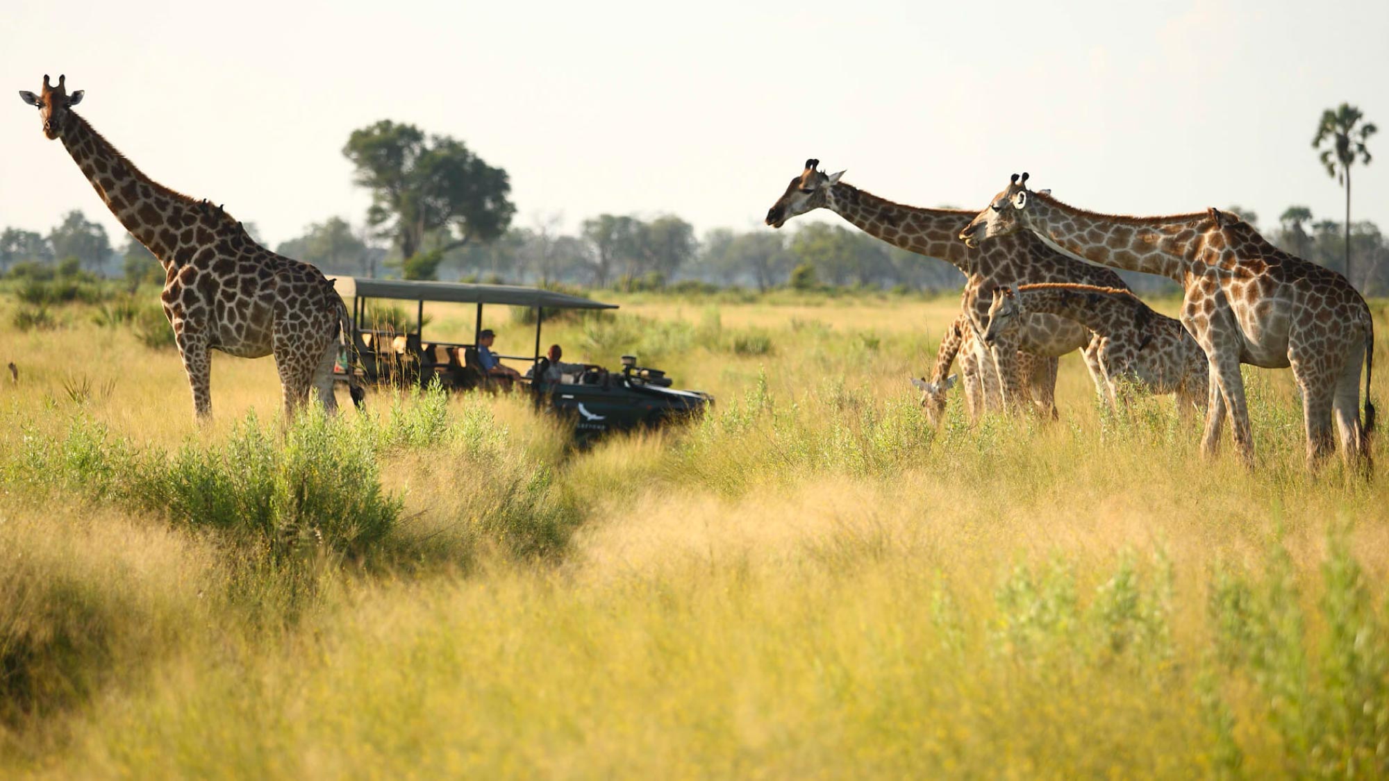 Experience a thrilling safari in the Okavango Delta, where open 4x4 vehicles provide close encounters with Africa's diverse wildlife, including elephants, lions, and hippos in a stunning wetland landscape.