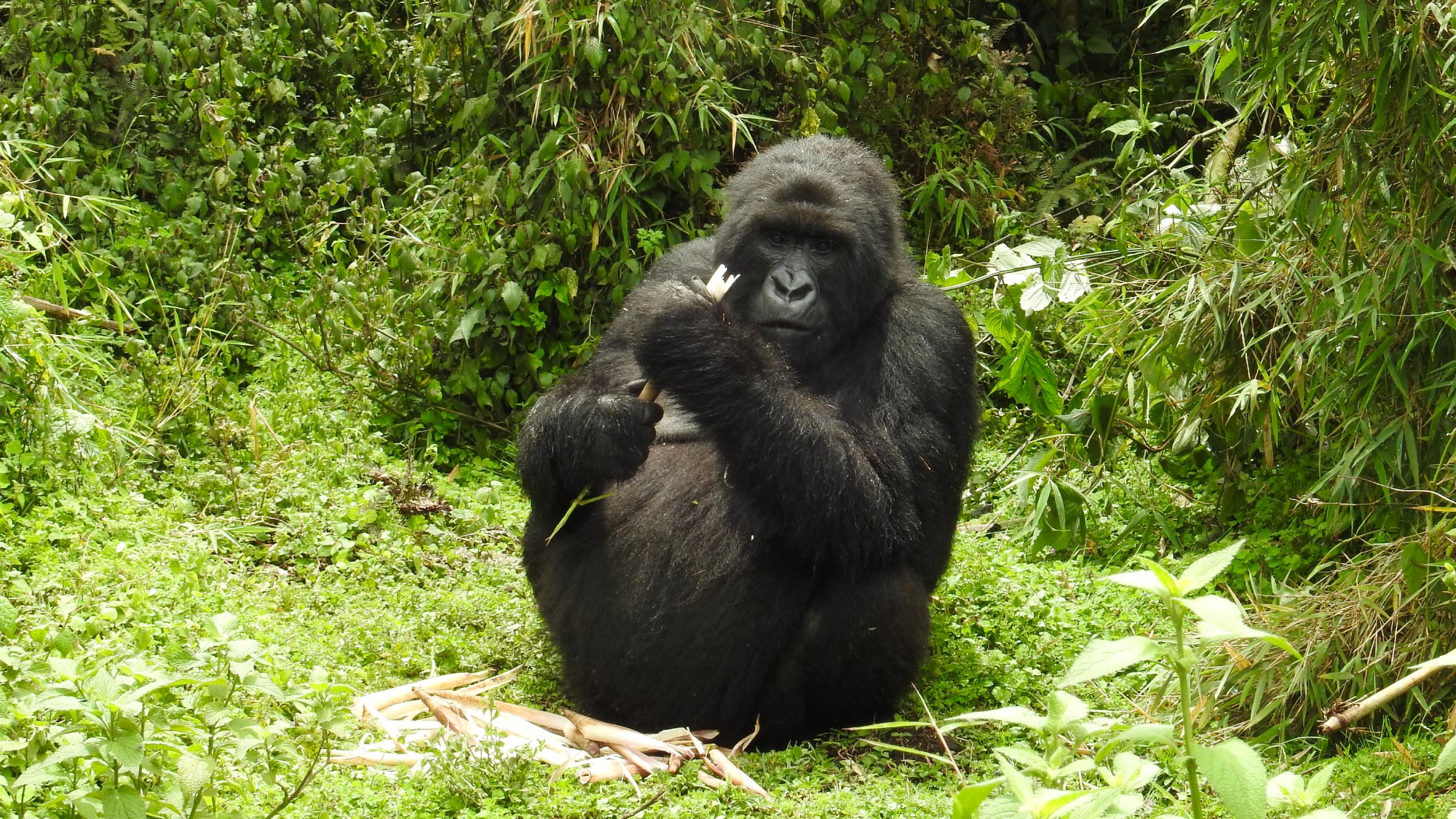 Experience the awe-inspiring adventure of gorilla trekking in Rwanda, where visitors can observe these majestic primates in their natural habitat, surrounded by lush green forests and captivating landscapes.