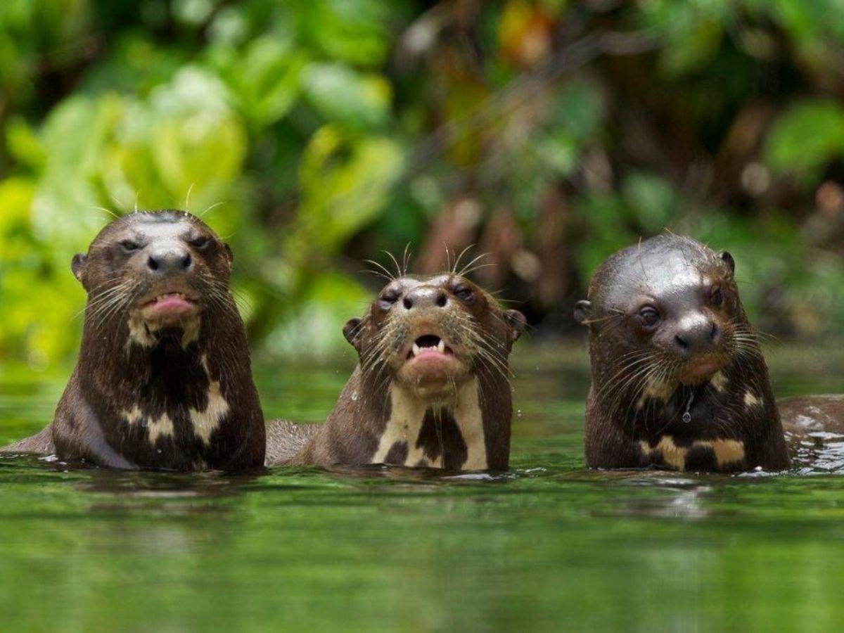 Three playful otters frolicking in the tranquil waters of the Amazon River.