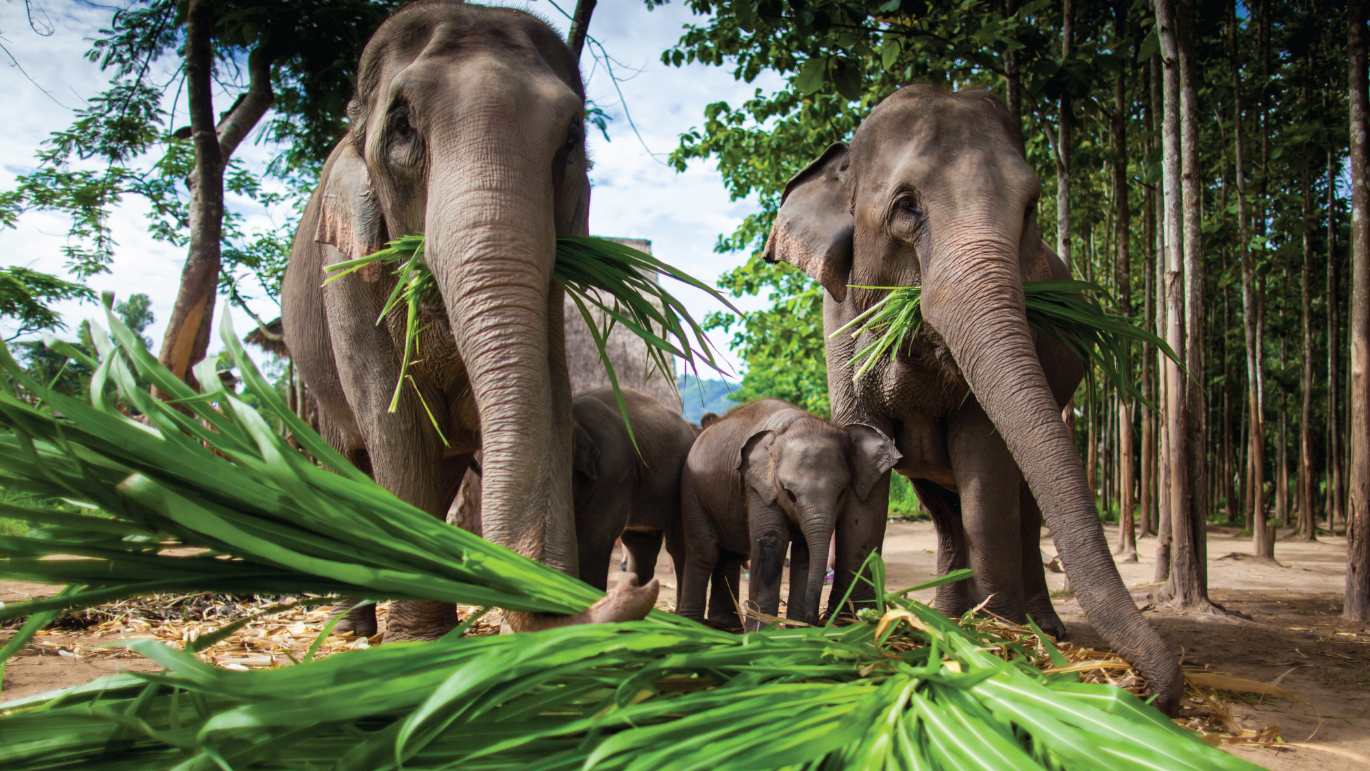 Elephants in a natural sanctuary setting.