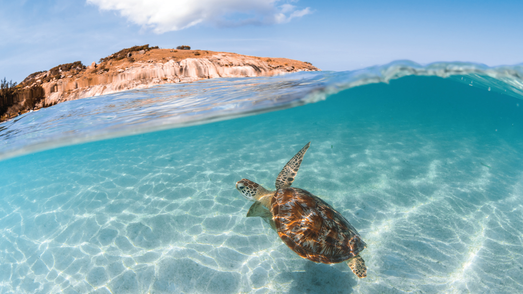 Sea Turtle swimming near the shore in Lizard Island, Australia
