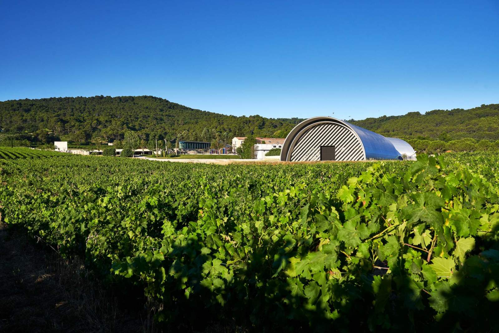 Vineyard at Château La Coste in Provence, France