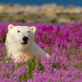 Up-close polar bear encounter during our thrilling journey through Canada's wilderness – a unique and awe-inspiring wildlife experience.