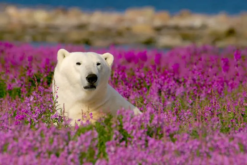 Up-close polar bear encounter during our thrilling journey through Canada's wilderness – a unique and awe-inspiring wildlife experience.