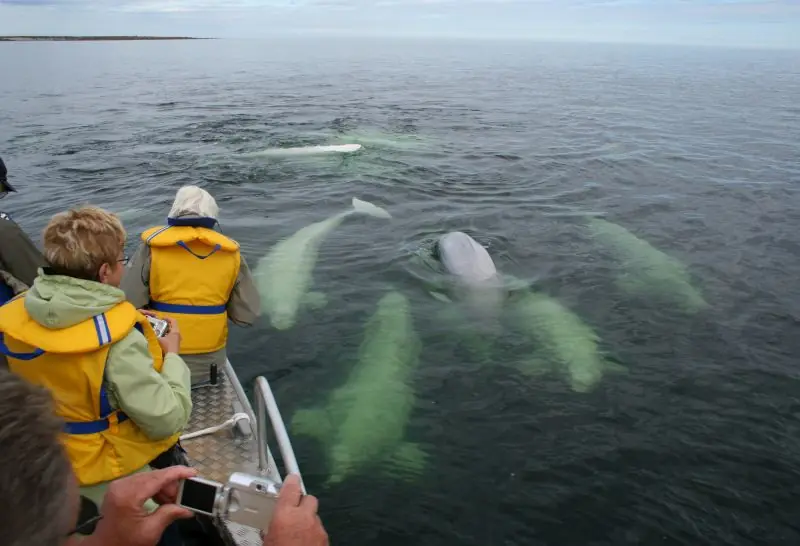 Captivating beluga whale encounter during our immersive journey, showcasing the magical moments with these majestic marine creatures in their natural habitat.