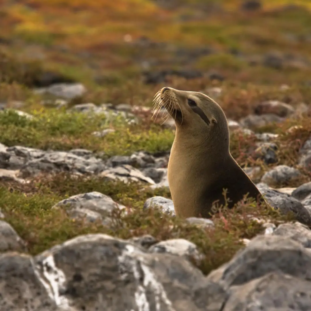 Galapagos Islands Cruise Experiences: Immerse yourself in unforgettable adventures and breathtaking scenery aboard our luxury yacht for self-flying pilots. From thrilling wildlife encounters to serene nature walks, every moment promises discovery and wonder