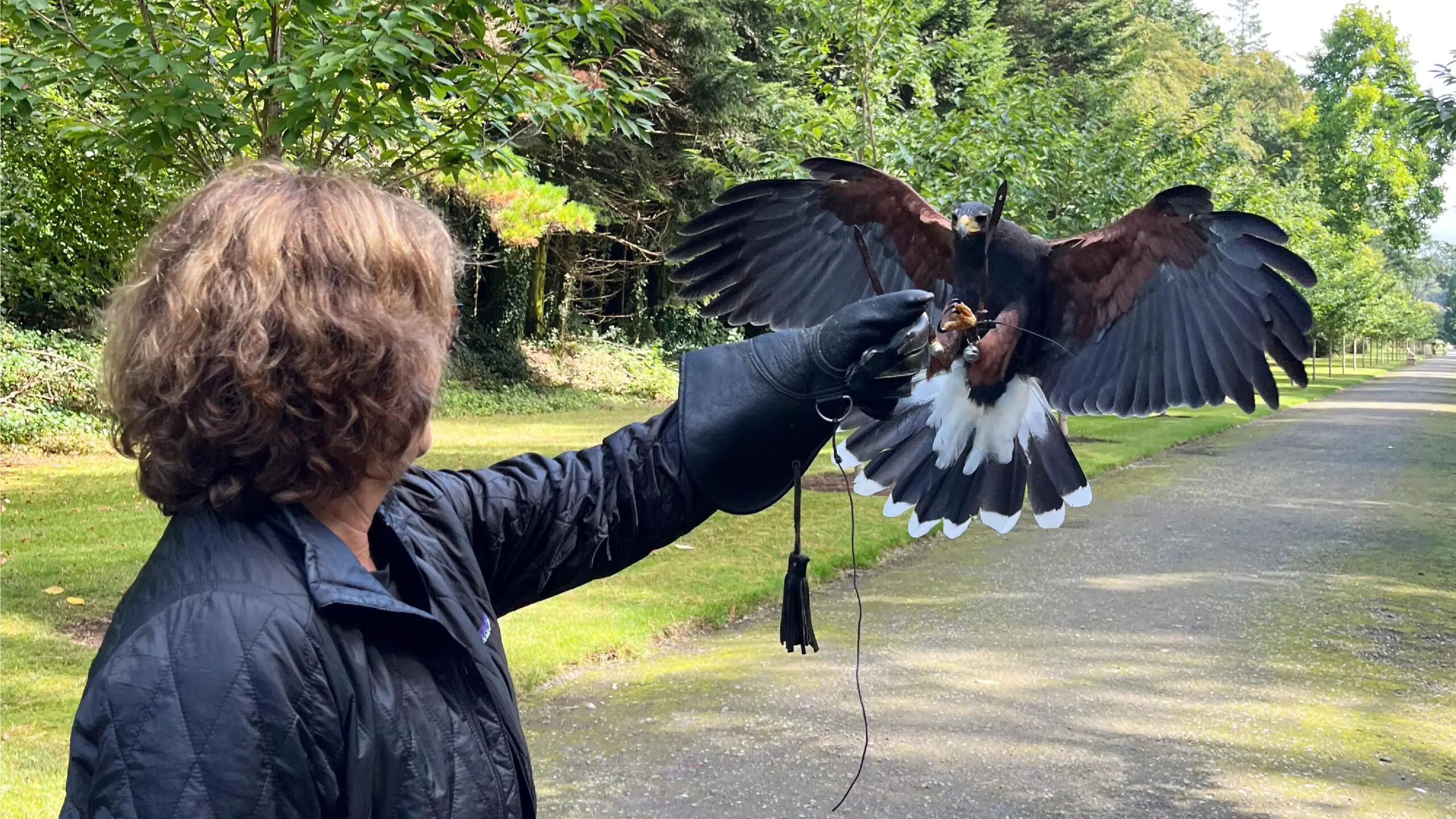 Falconry experience, Adare Manor, Ireland